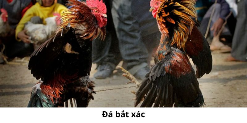 Đá bắt xác là người chơi có thể nhận được chú gà thua cược sau khi hết ván đấu