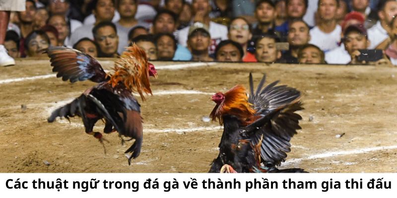 Các thuật ngữ trong đá gà cực kỳ quen thuộc về các thành phần tham gia sân đấu