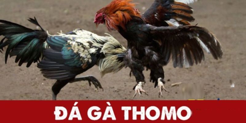 Đá gà Thomo được nhiều người yêu thích